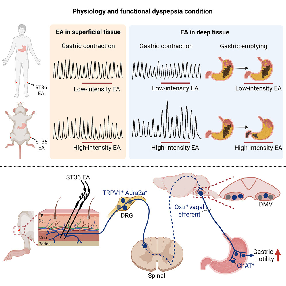 Pharmacology Software and Understanding How Nerves Communicate Within Your Body
