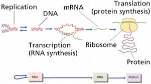 Understanding Protein Synthesis: The Body’s Blueprint for Building Life with Pharmacology Software Insights