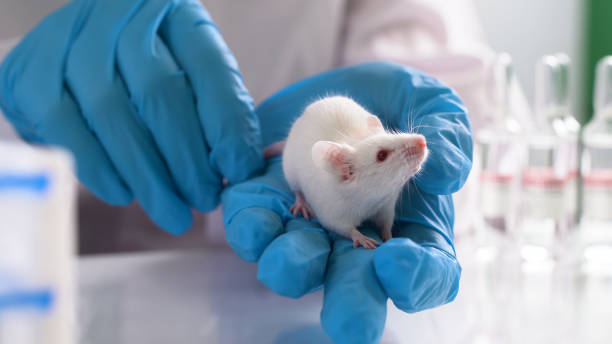 Handling of Rat and Mouse: Essential Techniques for Preclinical Studies