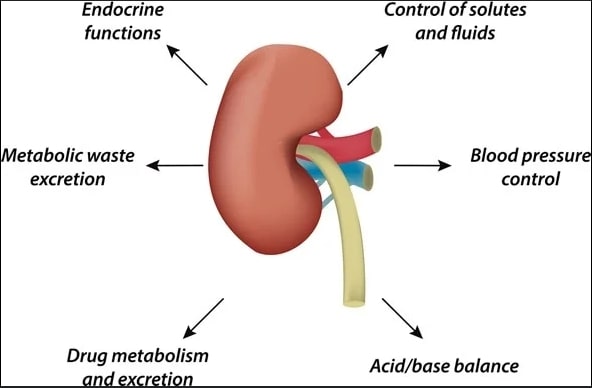 How Your Kidneys Work: Understanding the Vital Process of Urine Production