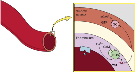 Pharmacology Software Insights: Understanding What Controls Smooth Muscle Activities