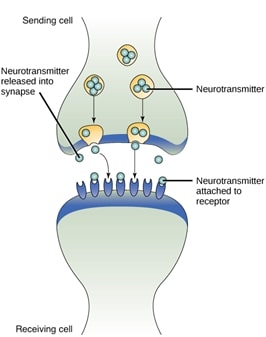 Understanding Common Cell Signaling Pathways: A Guide for Pharmacology Software Users
